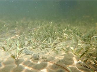 守護易危貝克氏鹽草 中山大學復育計畫打造海草苗圃