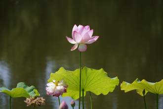 「大暑」最强2开运法！转运又旺财 