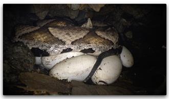 百步蛇野外護卵孵化紀錄片爆紅 入圍台灣生態環境影展雙獎