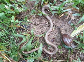 蛇来了非坏事！原生蛇现踪新北农田 农友记录揭示生态回春