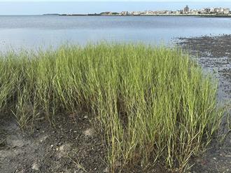 「溼地杀手」现踪澎湖！互花米草疯狂蔓延 恐毁航道、生态