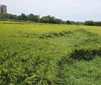 丹娜絲衝擊菜價！桃園飆漲15％ 水稻農損恐難獲救助