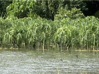 彰化木瓜、釀酒葡萄慘泡水 農民哭喊「損失慘重」