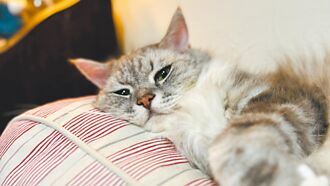 統一、萬達寵物 聯手打世界盃