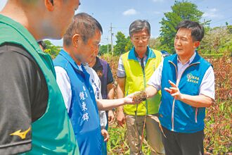 通霄高粱農損 每公頃補助2萬8