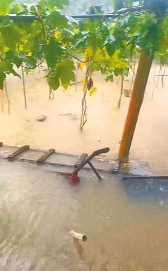 南投 農損慘 百香果等8作物納救助