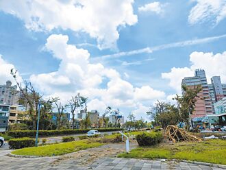 嘉市 修公園要半年 阿勃勒花海不再