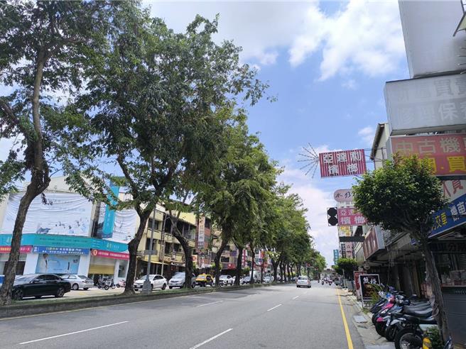 台中市豐原區中正路中央分隔島，種有80多棵近10公尺高的印度紫檀。（李京昇攝）