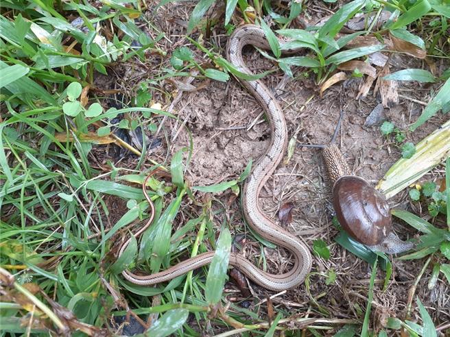 新北农友积极记录田区蛇类生态。（图／新北市农业局）