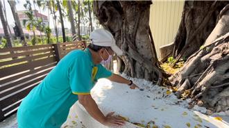 屏東老榕樹遭水泥花台「封死」掀熱議 廟方喊冤：有留孔