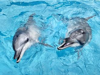 野柳海洋世界違法繁殖海豚 海保署重罰並拒絕未來繁殖申請