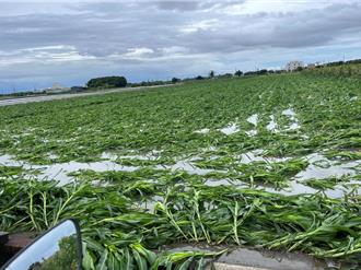 助農民風災後復耕 農糧署啟動災害穀收購與清園措施