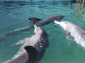 海豚繁殖早夭率達50％ 動保團怒轟野柳海洋世界阻鯨豚保育