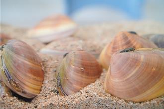 海大攜手水試所基因解碼 意外發現新物種文蛤