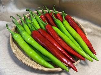 不再辣過頭！花蓮農改場推辣椒新品種 友辛、友香今亮相