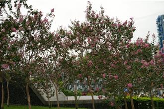 大安森林公園化身仙境 紫薇花海、鳥鳴好療癒