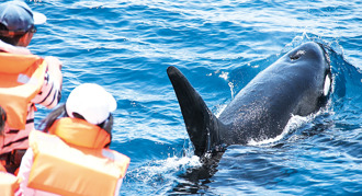 全台最佳賞鯨處 吸引鯨豚與旅人的花蓮外海