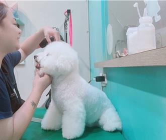 簽訂寵物美容契約 保障毛寶貝與飼主權益