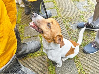 花蓮搜救犬爆遭虐死 消防局駁斥