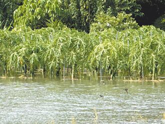 竹山镇竹笋、菇舍等 列农灾救助