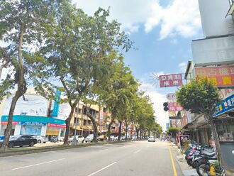 豐原路樹高風險 中正路擬換樹種