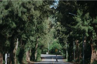 別讓水獺淪路殺！議員怒吼金門拓寬案 木麻黃林道也危險