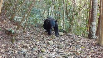 影》黑熊又現蹤！桃山部落連2年拍到熊影