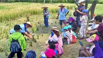 城市也能割稻？新海三期溼地稻浪金黄 暑假带你体验丰收