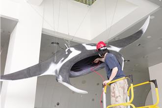 全台首件鬼蝠魟標本出狀況 幕後修復過程首曝光