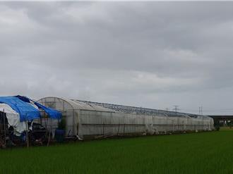 高雄農損破億！「丹娜絲」第4波災損補助開跑