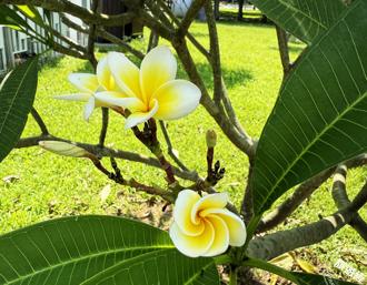 台北也能享受島嶼度假心情 還有機會看到獨角仙