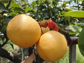 嘉县高接梨产量减少 日本农村人力老竟成关键