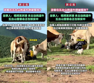 白目惹毛牛！餵牛肉乾、敲屁股　五台山「牛群反擊」踹遊客