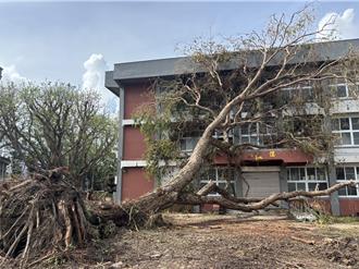 北門高中「樹王」倒塌 校方、校友聯手救援