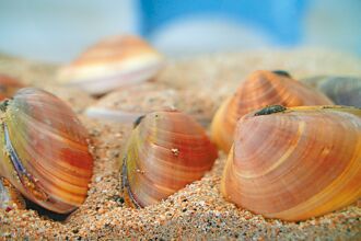 抗病力強 海大發現文蛤新品種