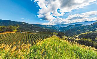 水庫法令僵化 坪林發展陷瓶頸