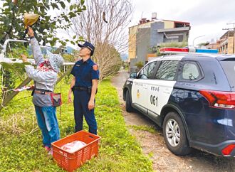 东势梨採收忙 护农专案防宵小