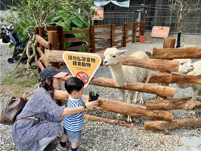 鹿芝谷生态景观园区只要入园，提供梅花鹿、水豚君等小动物的食草及饲料，体验喂食的乐趣。（杨静茹摄）