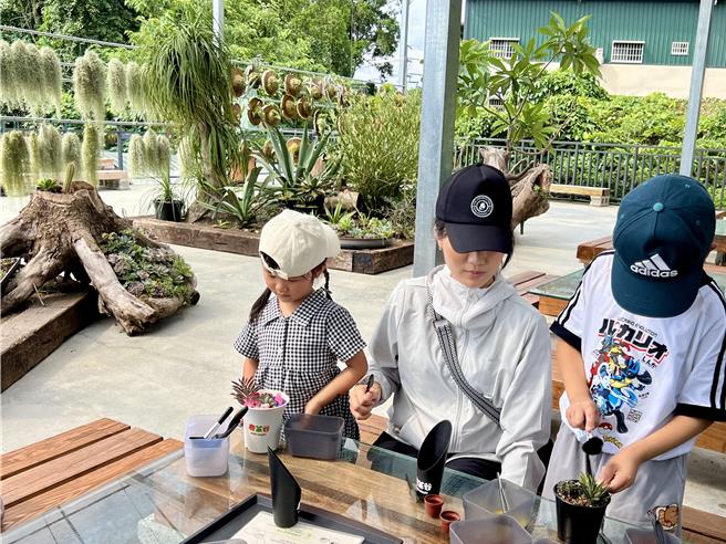 鹿芝谷设置多肉体验区，亲子携手打造属于自己独一无二的多肉盆栽。（杨静茹摄）