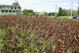 丹娜丝重创苗栗高粱 现金补助7／19起跑 每公顷2.8万元