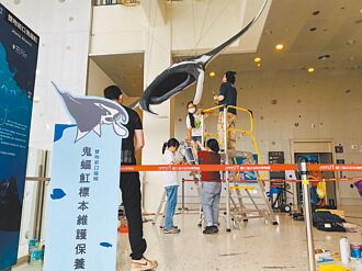 鬼蝠魟標本膚裂 海科館公開修護