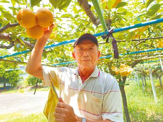 嘉县 高接梨产量减 果农忧无以为继