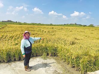 農業部收購災害穀 雲縣府致謝