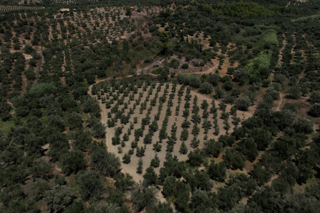 路透社記者以無人機拍攝希臘橄欖油生產業者帕帕杜普洛斯家族企業的橄欖樹農場。（路透）