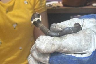 高雄鼓山小姊弟驚見「眼鏡蛇闖家門」　警察、農業局聯手解困