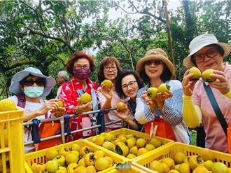 嘉縣番路鄉農會媒合農友推遊程 體驗柿染、採果樂無窮