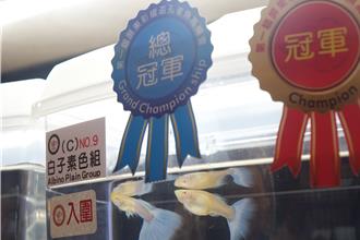 屏東國際孔雀魚競賽 28歲青年奪總冠軍：陪魚睡半年不白費