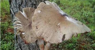 大陆民眾疯抢「菌中之王」！鸡枞菌每公斤飙上7千元