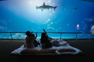 海生館25週年慶！達克比闖關、福爾摩鯊主題活動 再抽旅遊金