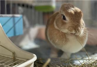 毛孩吃在地！畜產所推國產牧草飼料 新鮮又安心